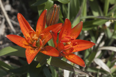 Lilium concolor partheneion