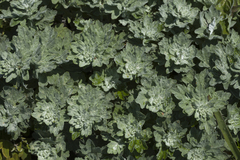 Artemisia saitoana