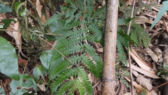 Pteris longipes