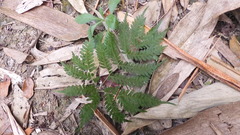 Pteris longipes