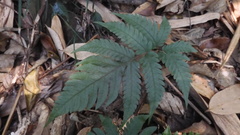 Tectaria fuscipes