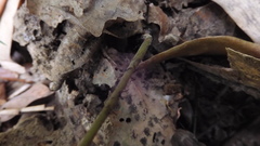 Tectaria fuscipes