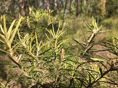 Lysicarpus angustifolius