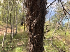 Lysicarpus angustifolius