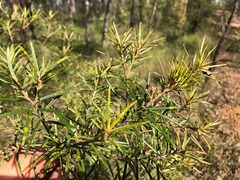 Lysicarpus angustifolius