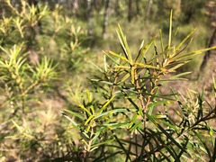 Lysicarpus angustifolius