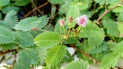 Mimosa affinis