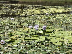 Nymphaea gigantea