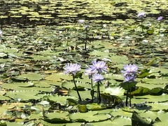 Nymphaea gigantea