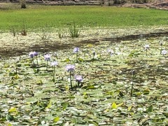 Nymphaea gigantea