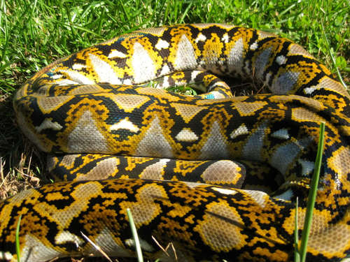 Reticulated Python, photo 8 of 8