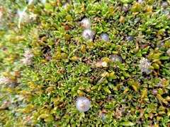 Coprosma petriei
