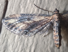 Eupithecia subapicata