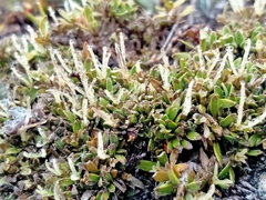 Coprosma petriei