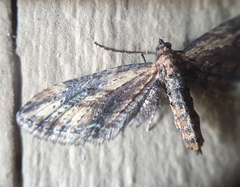 Eupithecia subapicata