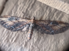 Eupithecia subapicata