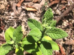 Pterocaulon redolens