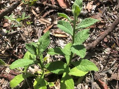 Pterocaulon redolens