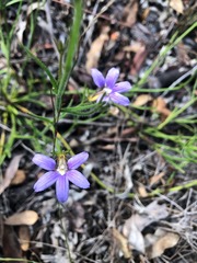 Scaevola ramosissima