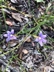 Scaevola ramosissima