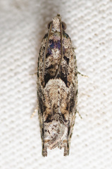 Pseudexentera hodsoni