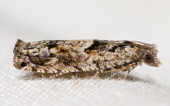 Pseudexentera hodsoni