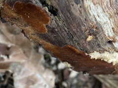 Fuscoporia ferrea