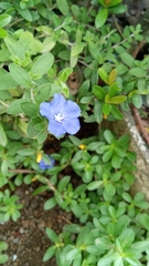 Evolvulus glomeratus