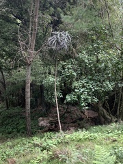 Pseudopanax crassifolius