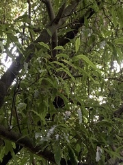 Beilschmiedia tawa
