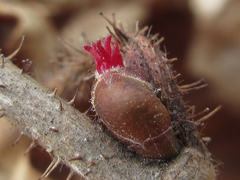 Corylus heterophylla