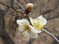 Prunus mume