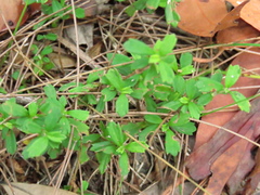 Xanthosia tridentata