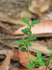 Xanthosia tridentata