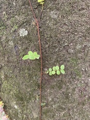 Metrosideros diffusa