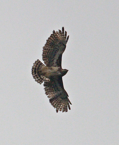 Madagascar Buzzard