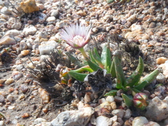 Acrodon subulatus
