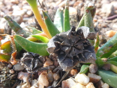 Acrodon subulatus