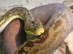 Lesser Sundas Python photo 4