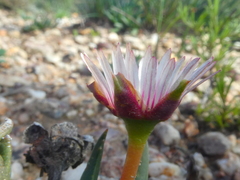 Acrodon subulatus