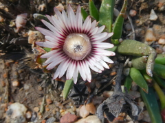 Acrodon subulatus