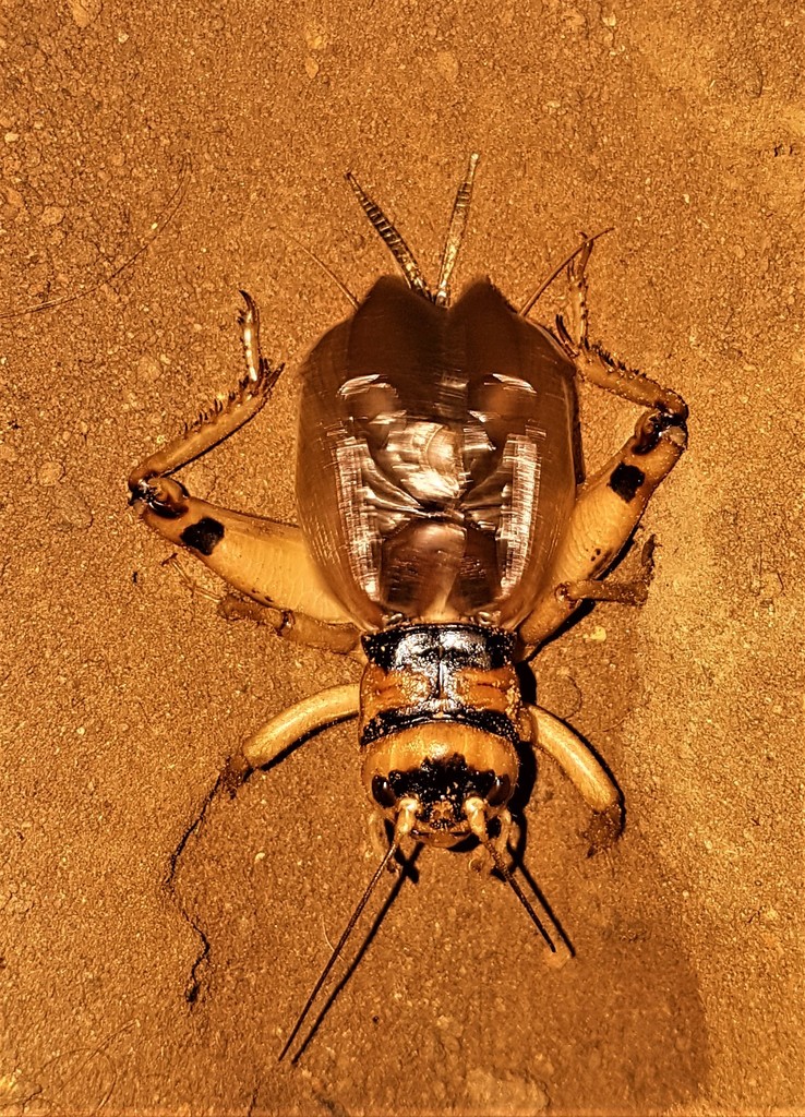 Giant Burrowing Crickets