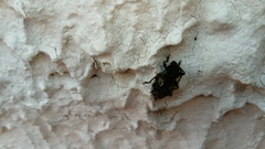 Aegomorphus circumflexus