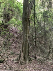 Beilschmiedia tawa