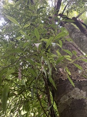 Beilschmiedia tawa