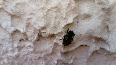 Aegomorphus circumflexus