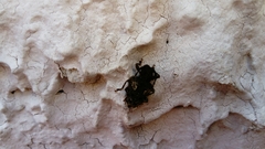 Aegomorphus circumflexus