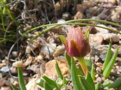 Acrodon subulatus