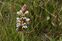 Satyrium sphaerocarpum