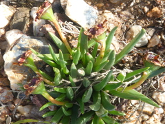 Acrodon subulatus